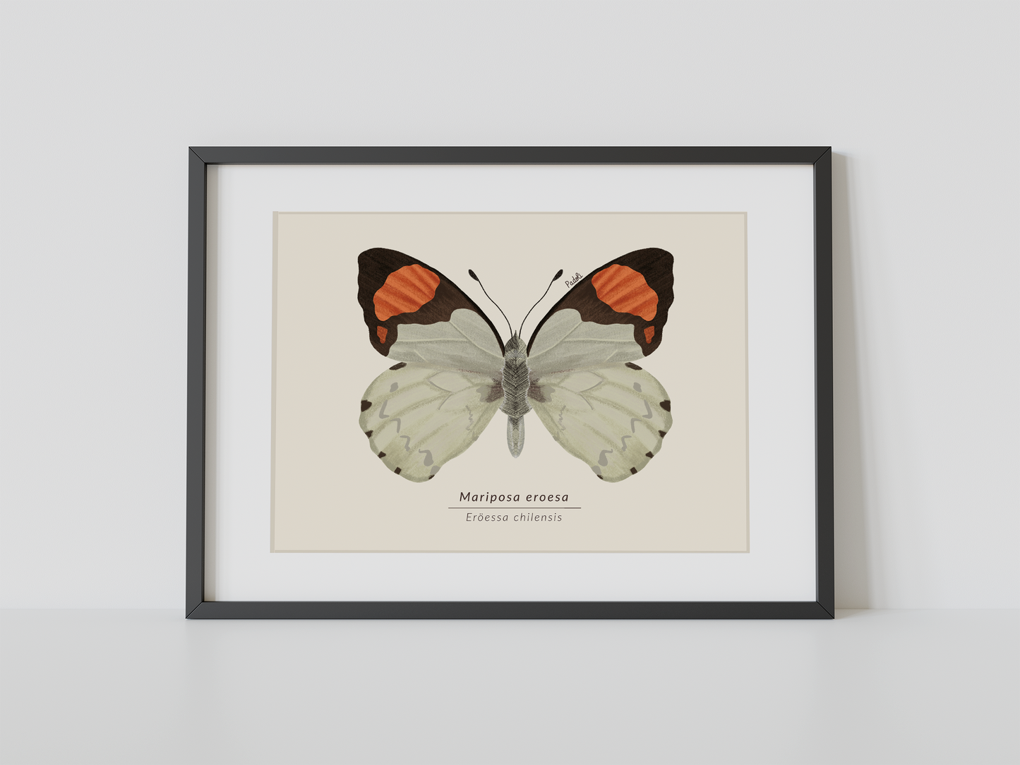 Print Mariposa Eroesa