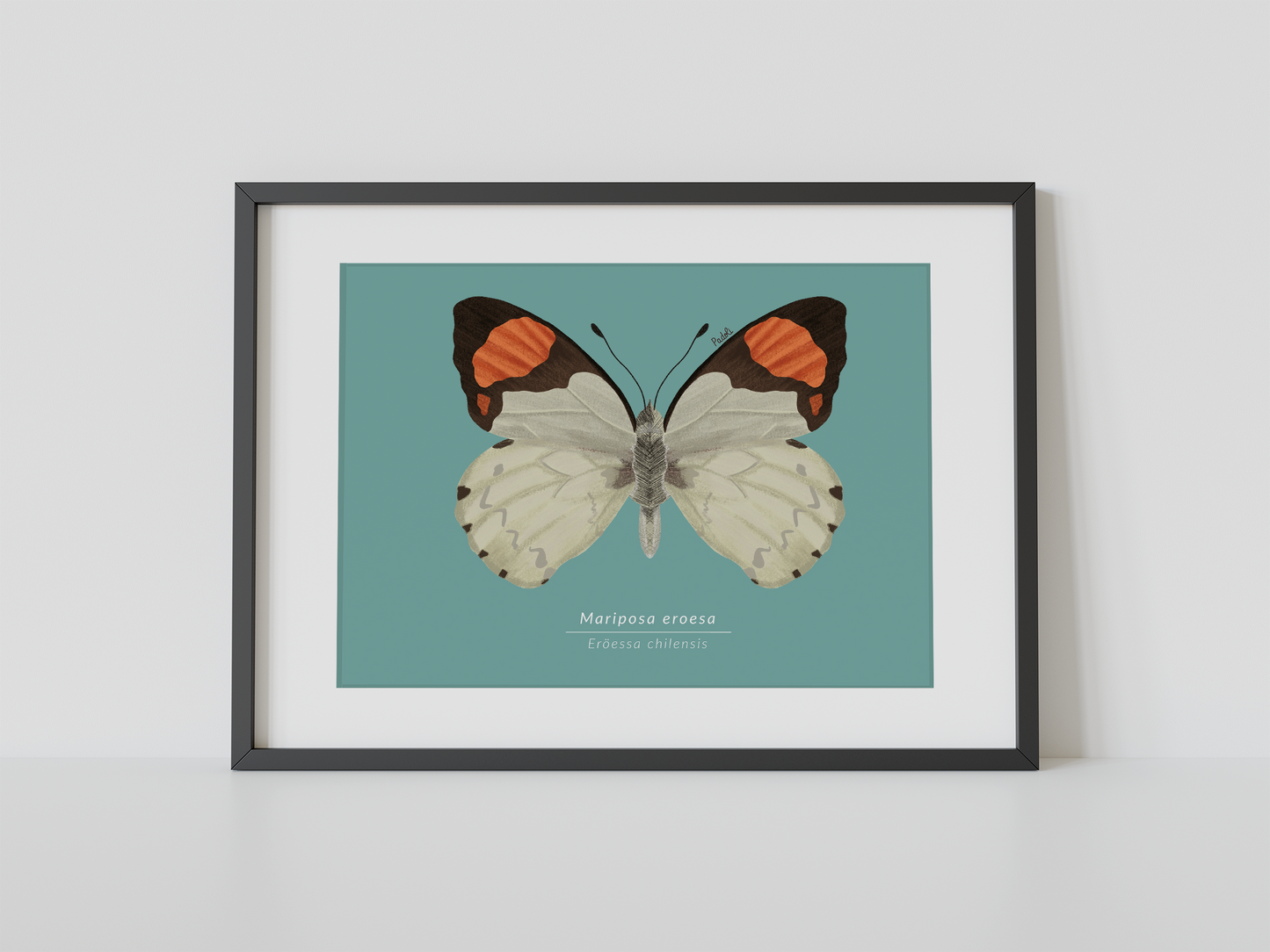 Print Mariposa Eroesa