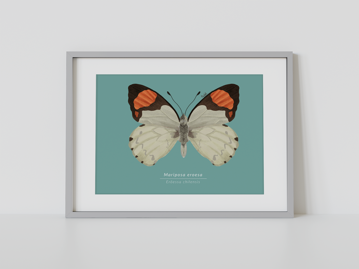 Print Mariposa Eroesa