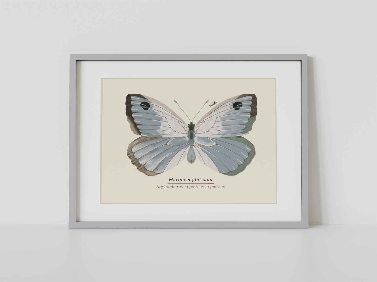 Print Mariposa Plateada