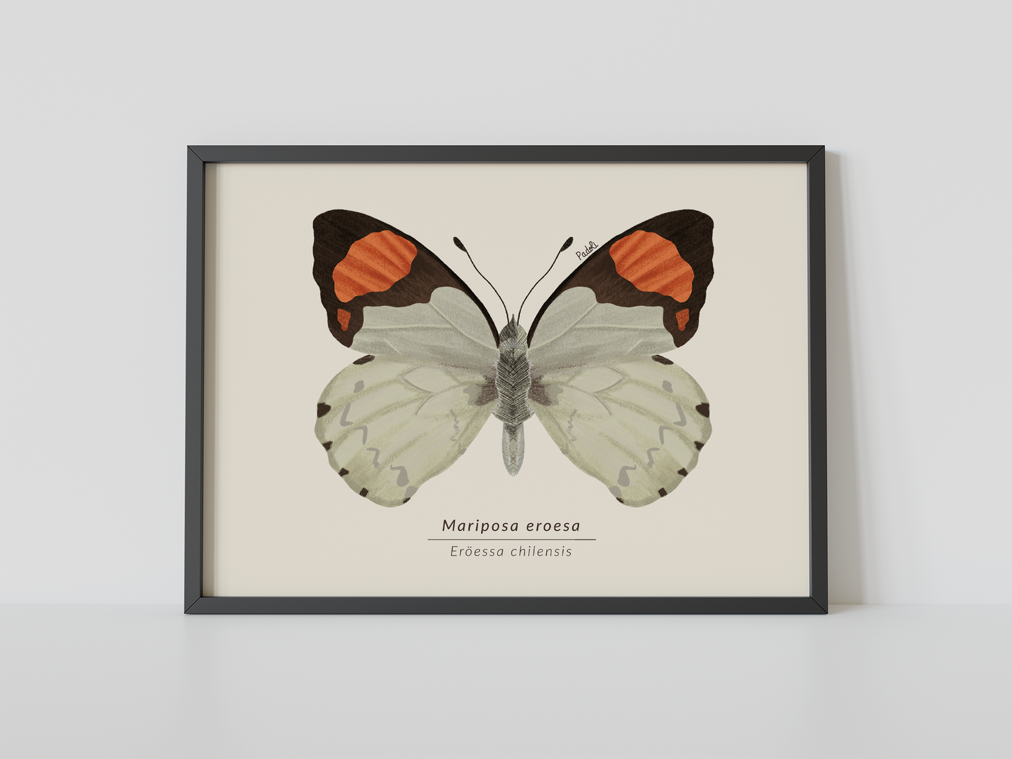 Print Mariposa Eroesa