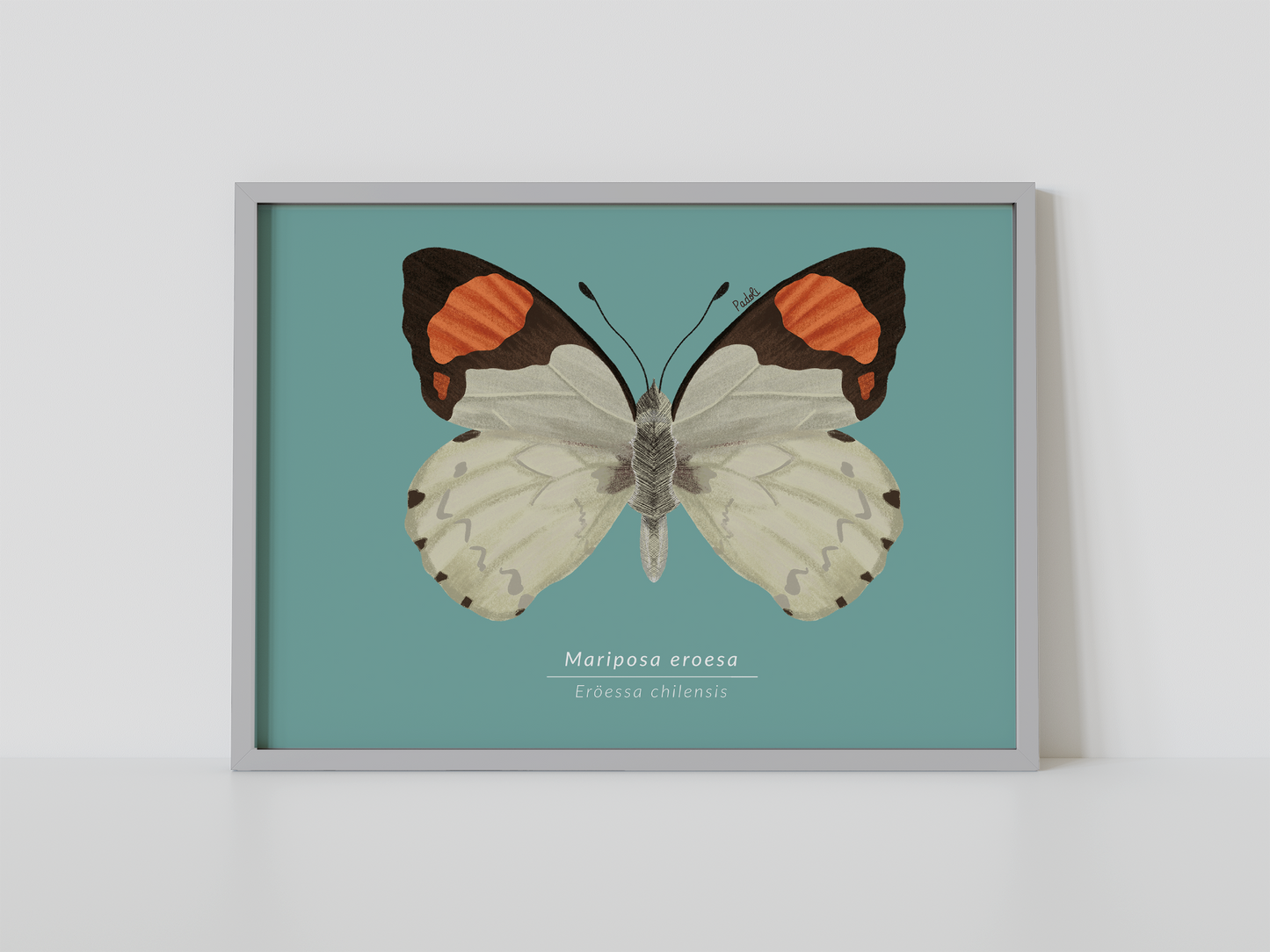 Print Mariposa Eroesa