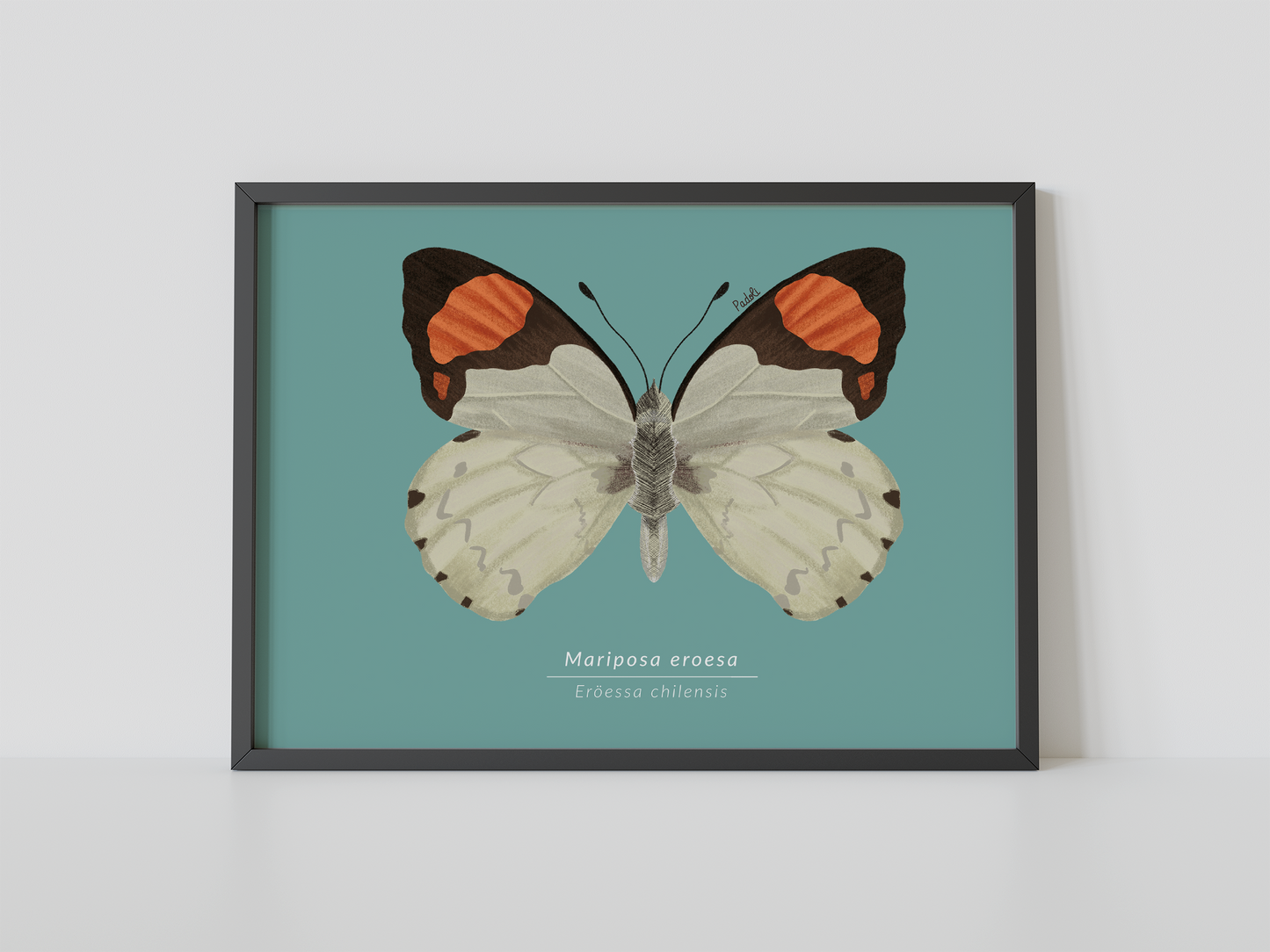 Print Mariposa Eroesa