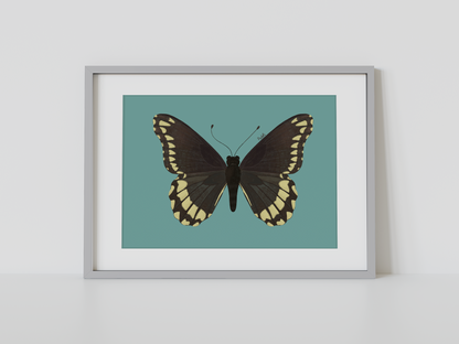 Print Mariposa Batus