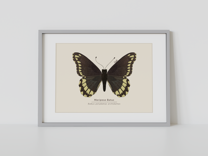 Print Mariposa Batus