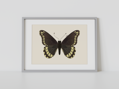 Print Mariposa Batus
