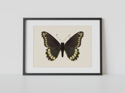 Print Mariposa Batus
