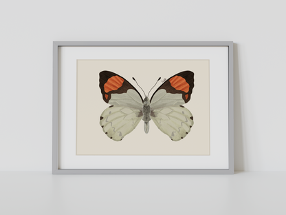 Print Mariposa Eroesa