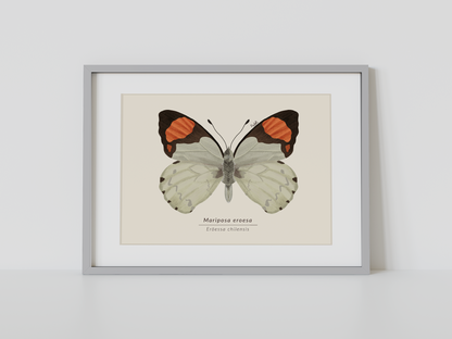 Print Mariposa Eroesa