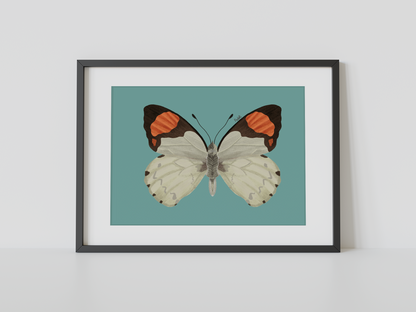 Print Mariposa Eroesa