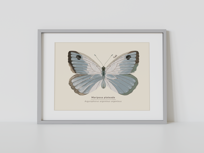 Print Mariposa Plateada
