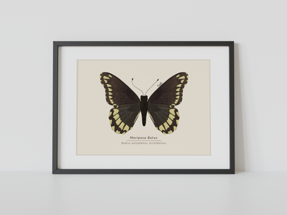 Print Mariposa Batus