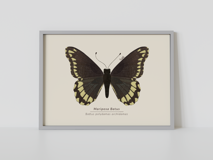 Print Mariposa Batus