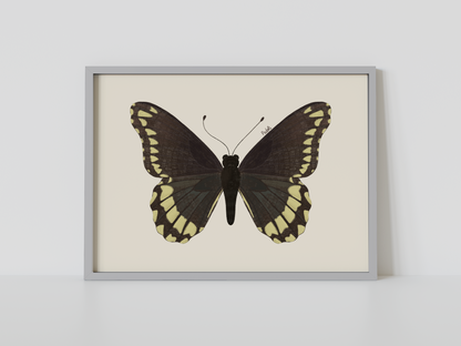 Print Mariposa Batus