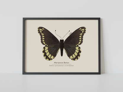 Print Mariposa Batus