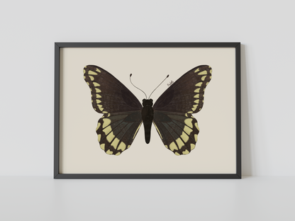Print Mariposa Batus