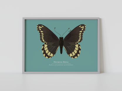 Print Mariposa Batus