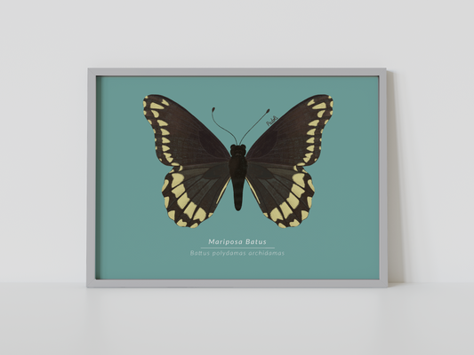 Print Mariposa Batus