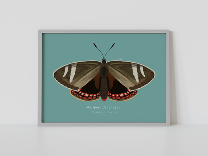Print Mariposa del Chagual