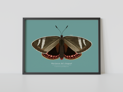 Print Mariposa del Chagual