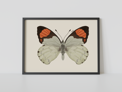 Print Mariposa Eroesa