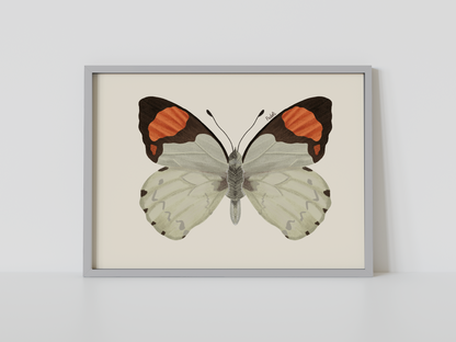 Print Mariposa Eroesa