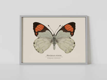 Print Mariposa Eroesa