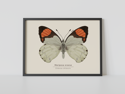 Print Mariposa Eroesa