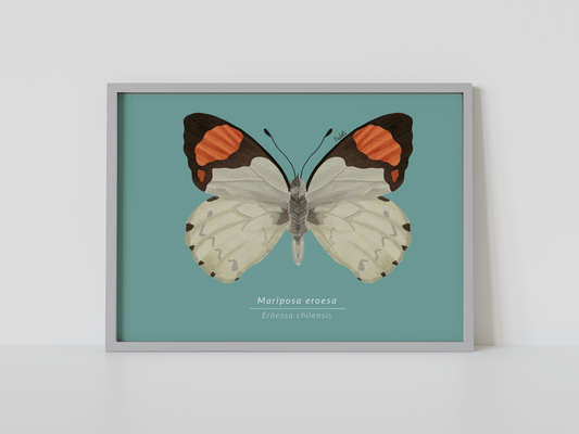 Print Mariposa Eroesa