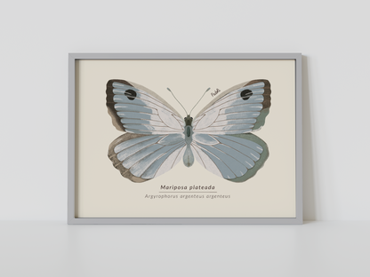 Print Mariposa Plateada