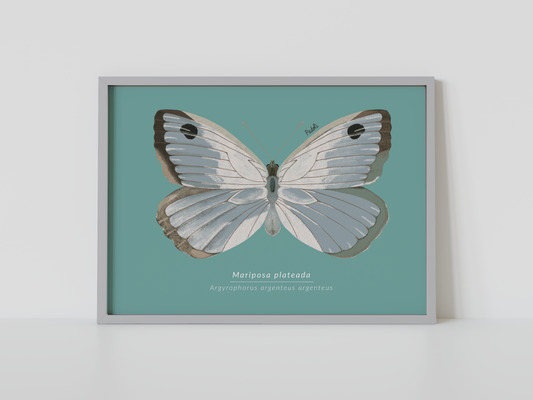 Print Mariposa Plateada