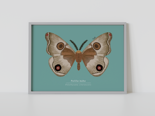 Print Polilla Búho